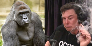 Илон Маск записал рэп про гориллу, которую убили в зоопарке