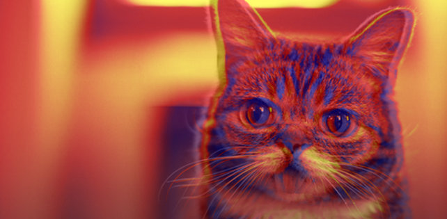 «Мяу! The Jewels»: 10 причин, почему мы хотим кошачий альбом!