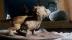 Mac Miller «Colors and Shapes»: клип, в котором мы узнаем, что снится собакам